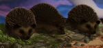 KnarlAndHedgehogs