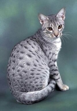 Ocicat 6