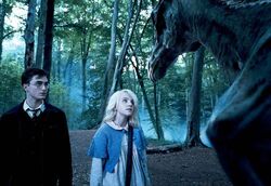 Luna Lovegood Harry Potter Lexikon Fandom