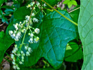 Menispermum canadense Blatt und Blüte[1]
