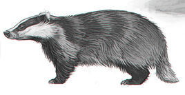 Badger WBS