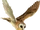 Owl.png