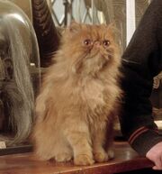 Animalmagic 111305 crookshanks 0001752