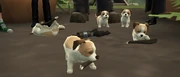 Hagrid's crup puppies teething on the Comet 220