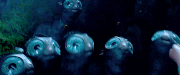 Månenaut fabeldyr og hvor de er å finne (JKR WIZARDRING WORLD).gif