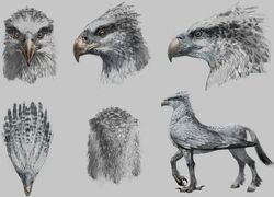 Buckbeak WB F3 ConceptOfBuckbeaksHeadColour Illust 100615 Land