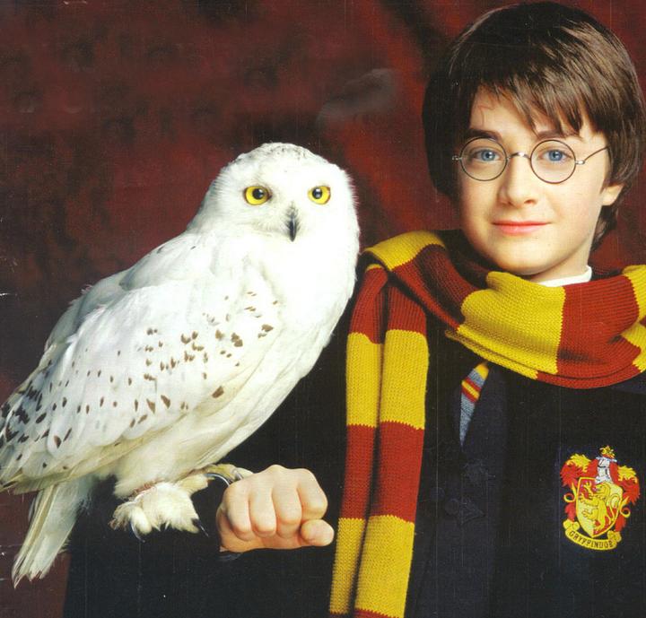 Hedwig, Harry Potter Wiki