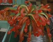 JellySlugs