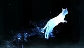 Wildcat-patronus.jpg (31 KB) Wildcat