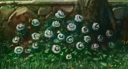B2C3M3 cropped Peony