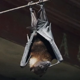 Chauve-souris