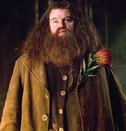 Hagrid2