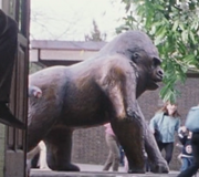 Gorilla