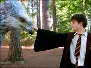 Harry buckbeak5