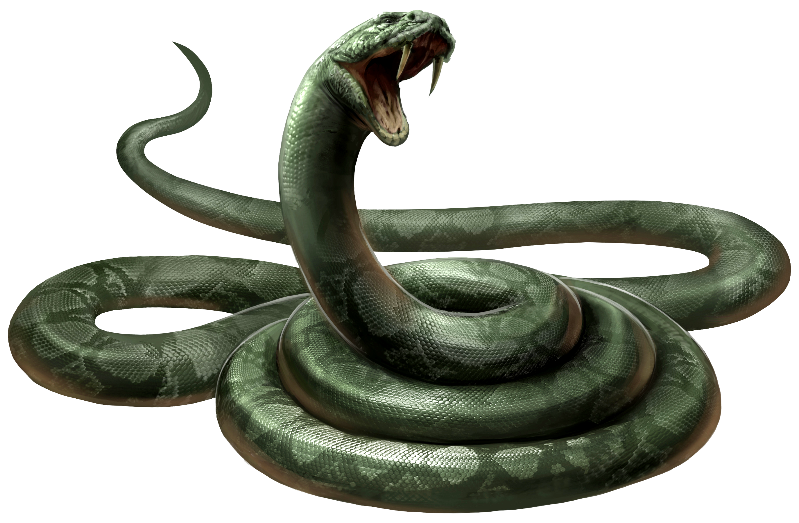 https://static.wikia.nocookie.net/harrypotter/images/7/70/Nagini_PM.png/revision/latest?cb=20161124073206