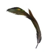 Павлинье перо.jpg (5 КБ) Пишущее павлинье перо Златопуста Локонса