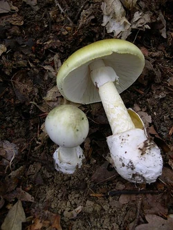 Amanita phalloides - Knollenblätterpilz
