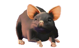 Black Rat - PAS