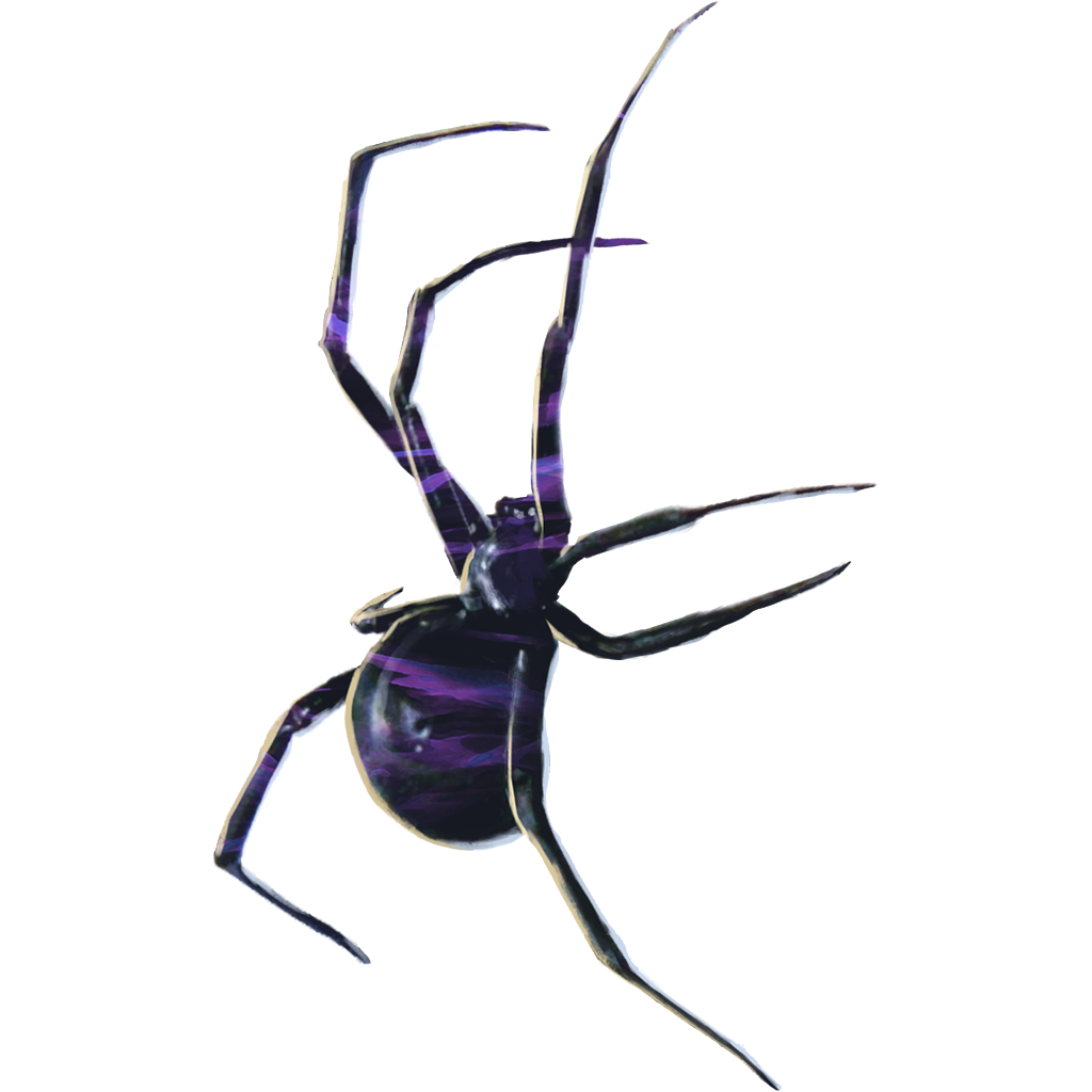 purple widow spider