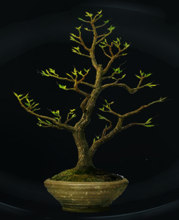 Wiggentree sapling