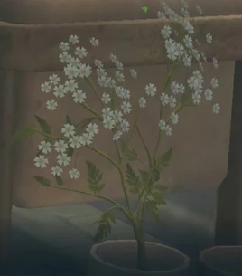 Ciguë en pot (HPSP)