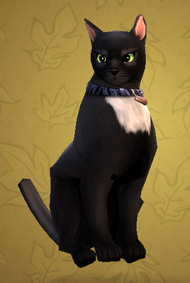 Moggy cat HM