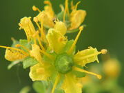 Weinraute Ruta graveolens