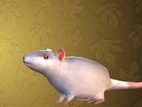 Albino Rat