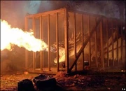 Hongaarse Hoornstaart