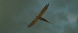 Fawkes flying away from 