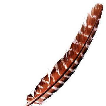 Harry Potter Hogwarts Writing Quill NEW Harry Potter Hogwarts Writing Quill NEW