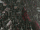 Équipe-de-Quidditch-de-Bulgarie.gif