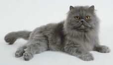 Blue-persian-cat-1-