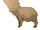 Big-horn sheep