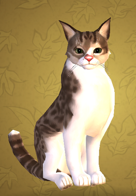 Bengal mix cat HM