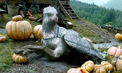 Hardodziob siedzący na grządce