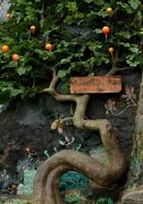 Luchtruimpruim (groeien rond het huis van de familie Leeflang in Greenwitch)