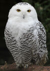 Female Snowy Owl