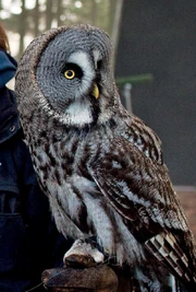Zeus the owl perched on his trainer's shoulder.