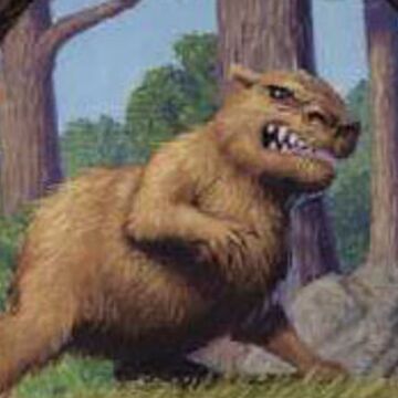 Crazed Capybara Harry Potter Wiki Fandom