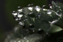 5_Tautropfen ==>
