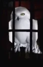 Screenshot 866.png (207 KB) Hedwig