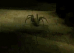 Aragog jeune