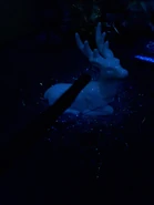 Mój pierwszy Patronus