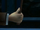 Quirinus Quirrell's wand