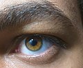 Amber-eyes.jpg (4 KB) bernsteinfarbenes Auge