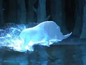 Erumpent-patronus.jpg (26 KB) Erumpent