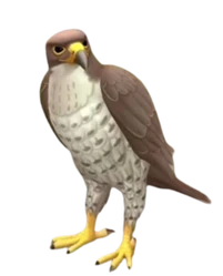 Falcon animagus look