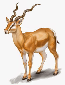 Antilope