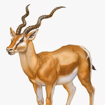 antilope des marais 3 lettres